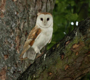 BarnOwl19Jul2010byAilis.jpg