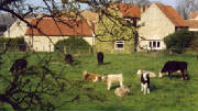 cows2002small.jpg